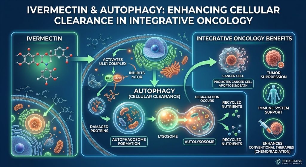 Ivermectin and Autophagy: Enhancing Cellular Clearance in Integrative Oncology